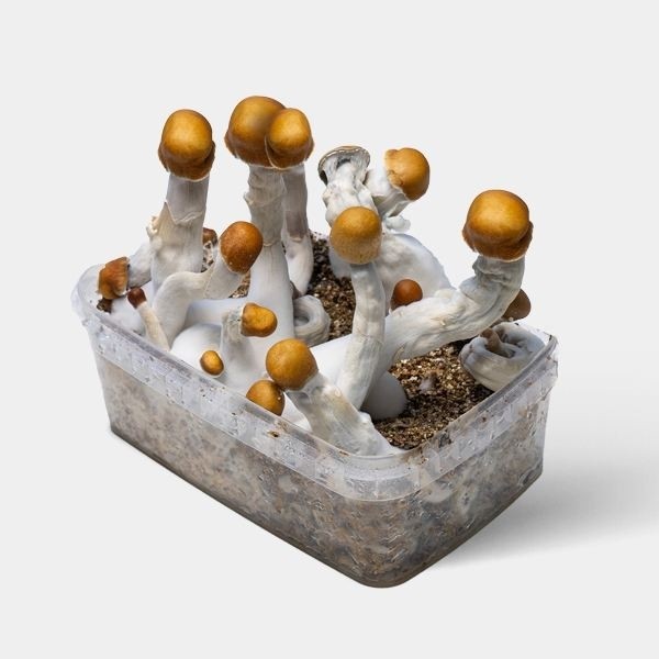 View B+ Mushroom Growing Kit | Kit 100% Complete for cultivation 👌