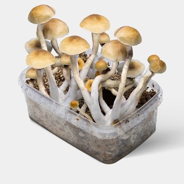 View Thai Magic Mushroom Kit ➡️ Large Mushrooms & Easy Cultivation