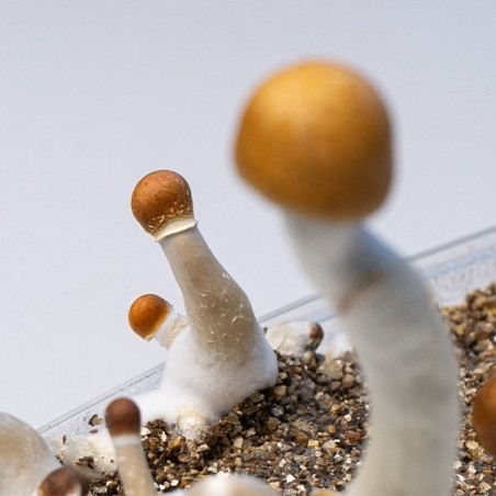 Golden Teacher Mushroom Grow Kit | Grow Your Own Mushrooms 🚀