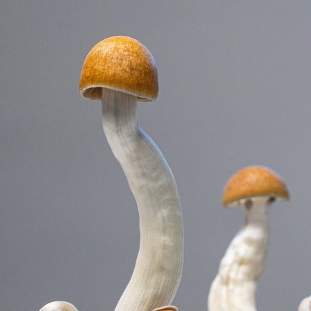 Golden Teacher Mushroom Grow Kit | Grow Your Own Mushrooms 🚀