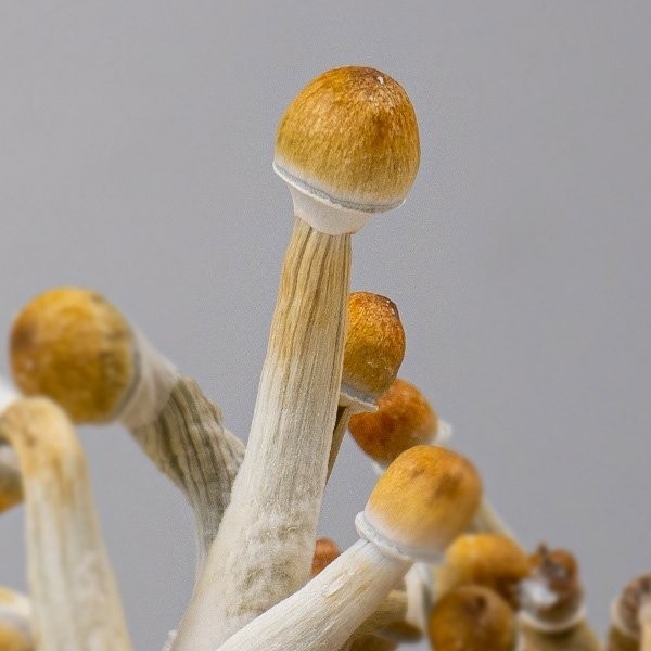 Mexican Magic Mushroom detail