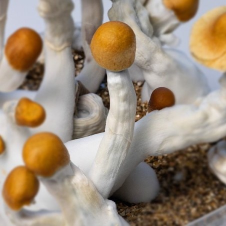 B+ Mushroom Growing Kit | Kit 100% Complete for cultivation 👌