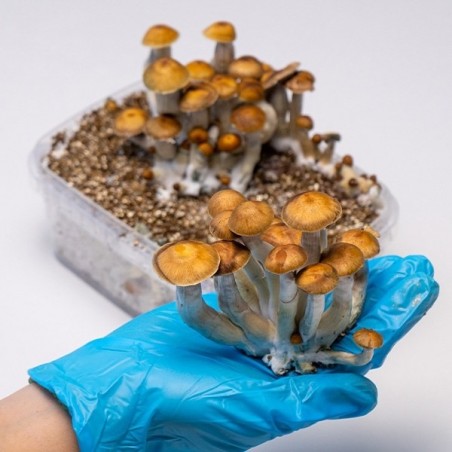 Mazatapec Mushroom Grow Kit  》Fresh  & High Quality