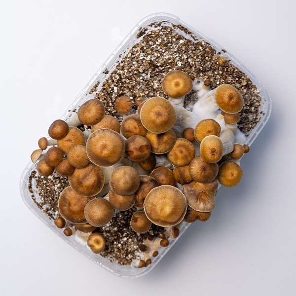 Mazatapec Mushroom Grow Kit  》Fresh  & High Quality