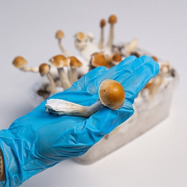 Amazonian Magic Mushroom Grow Kit details