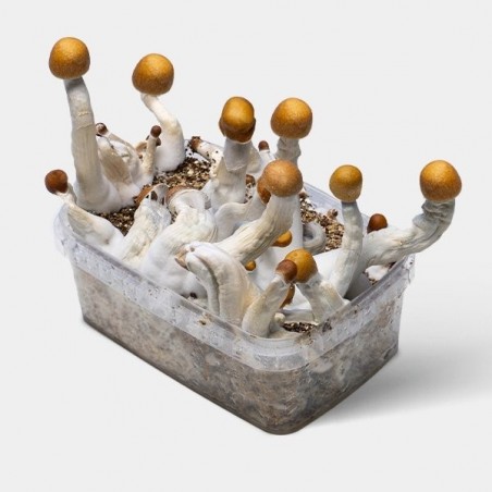 Golden Teacher Mushroom Grow Kit | Grow Your Own Mushrooms 🚀