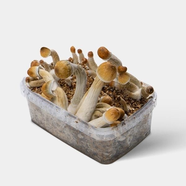 View Mexican Magic Mushroom
