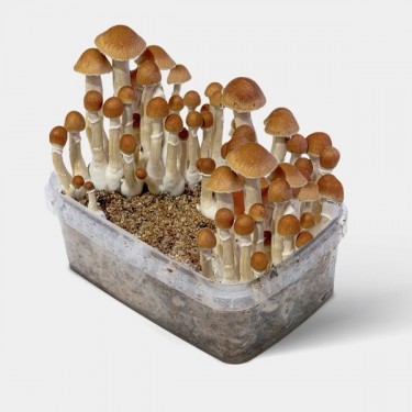 McKennaii mushrooms
