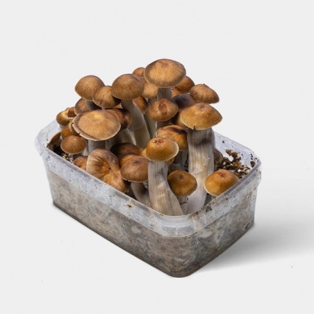 Mazatapec Mushroom Grow Kit  》Fresh  & High Quality