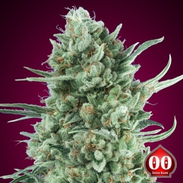 View Buy Auto Bubble Gum XXL by 00 Seeds - GB