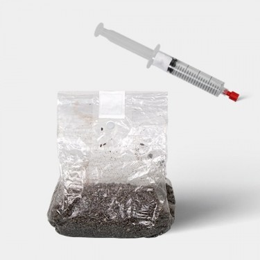 Microscopic Spore Study Kit (Bag Included)