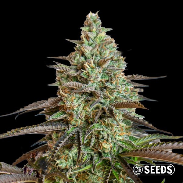 Big Demon Auto autoflowering - Bulk seeds- GB