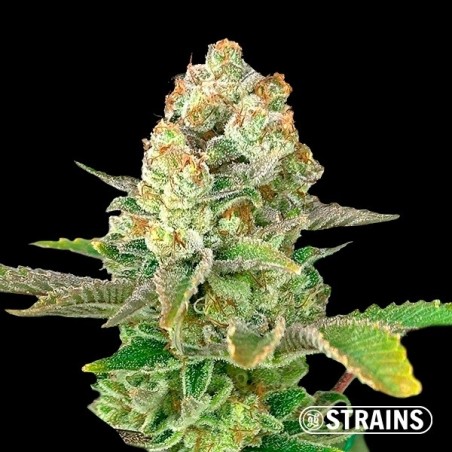Auto Apple Fritter XXL seeds - GB The Green Brand
