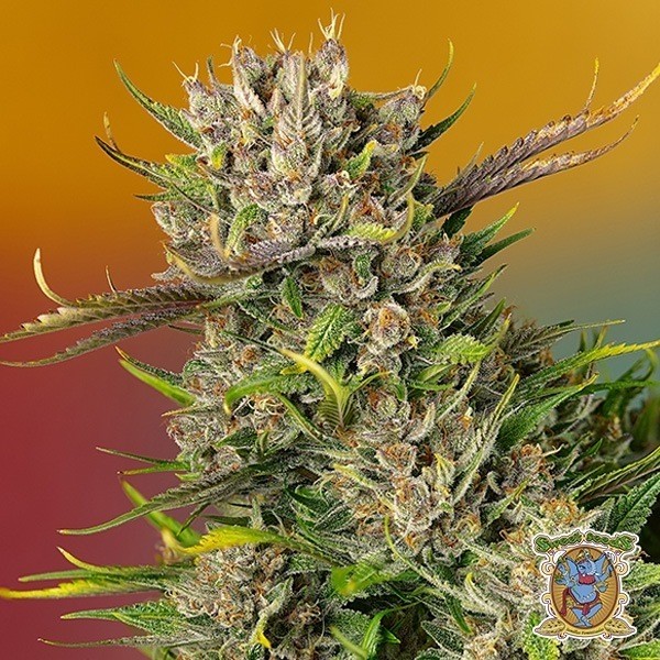 View Papaya Zoap Auto