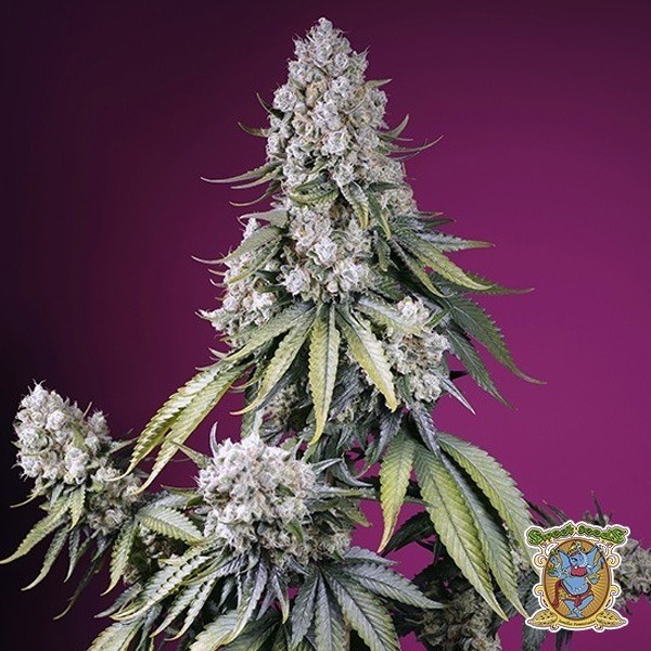 View Jealousy Z XL Auto