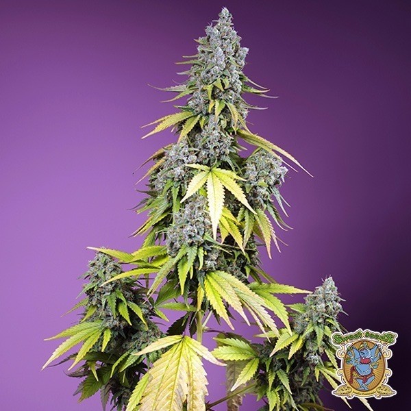 View Jet Fuel Mandarine XL Auto