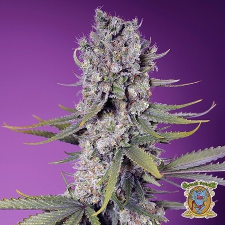 Papaya Zoap F1 Fast Version