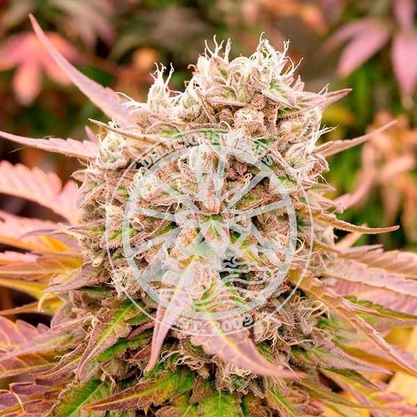 View Dark Lemonade Auto