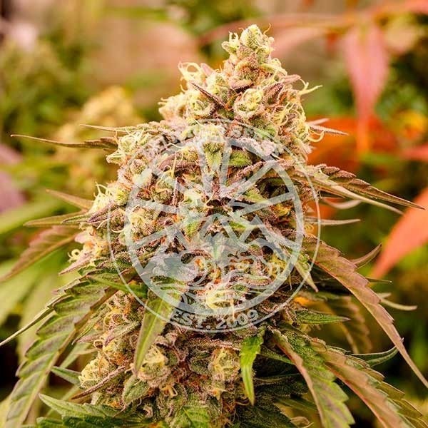View Sunday Punch Delicious Seeds - GB The Green Brand
