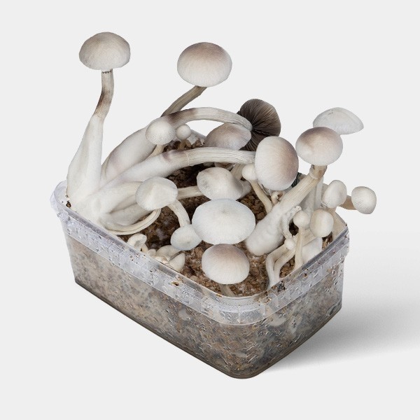 View Treasure Coast Mushroom Albino → High Production 💯% Mycelium