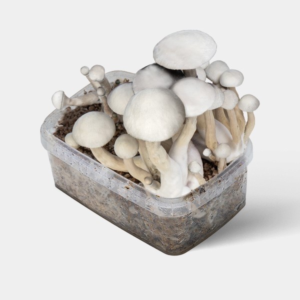 View 🍄 Moby Dick Magic Mushrooms 🚀 Potency + Production