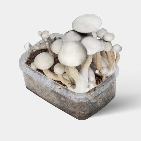🍄 Moby Dick Magic Mushrooms 🚀 Potency + Production