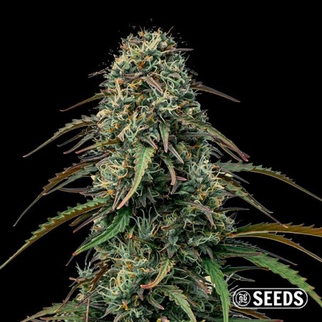 Grape Gas by Bulk GB Seeds - GB The Green Brnad
