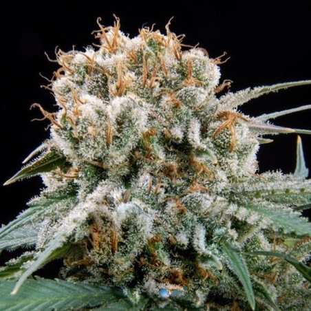 Choco Cream BSF Seeds
