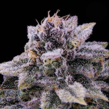 GTA BSF Seeds