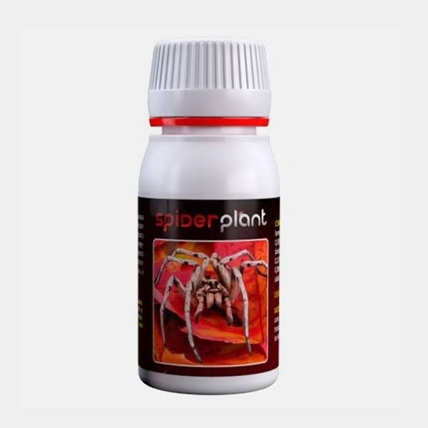 Anti-mite Spiderplant