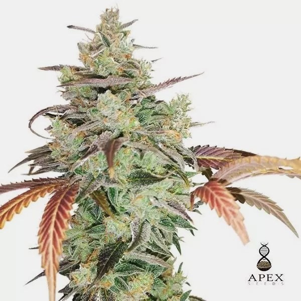 View Auto Super Monkey XXL by Apex Seeds - GB
