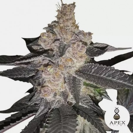 Auto Biscotti is an autoflowering strain - GB