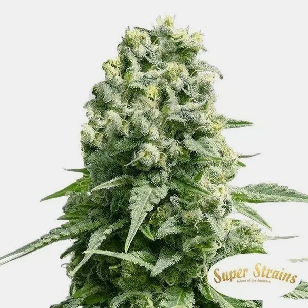 Amnesia by Super Strains - Grow Barato