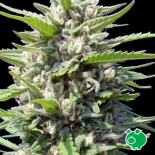 View Northern Lights Auto by Genehtik - GB