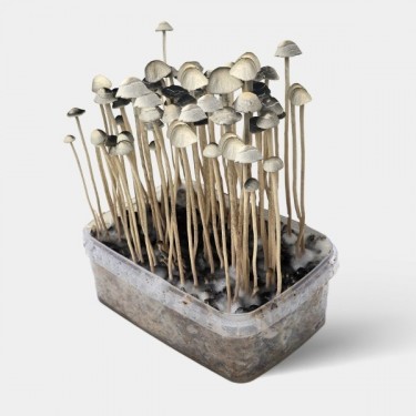'Copelandia Hawaiian' magic mushroom kit