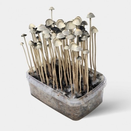 'Copelandia Hawaiian' magic mushroom kit