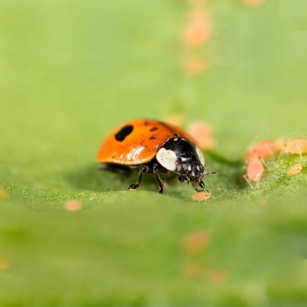 View Adalia Bipunctata, against aphid plagues - Grow Barato