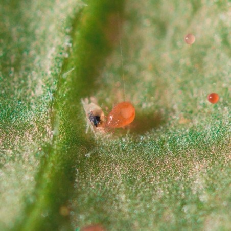 Spical Plus (Neoseiulus Californicus) against Red Spider - Grow Barato