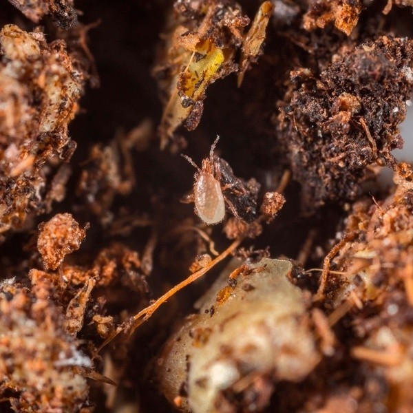 View Entomite-M 10000 (Hypoaspis Miles) - GB The Green Brand