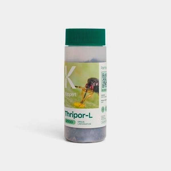 Orius Laevigatus | Thrip Biocontrol - GB
