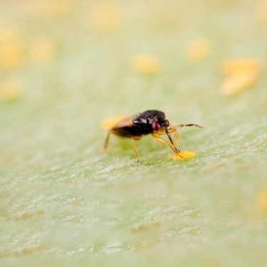 Orius Laevigatus | Thrip Biocontrol - GB