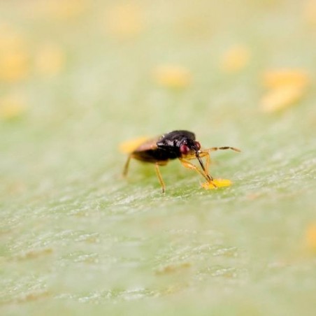 Orius Laevigatus | Thrip Biocontrol - GB