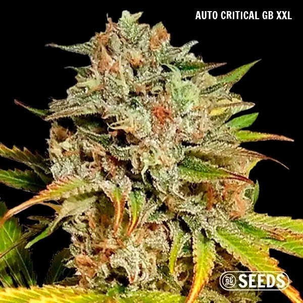 Auto GB Seeds Box Auto Critical GB XXL