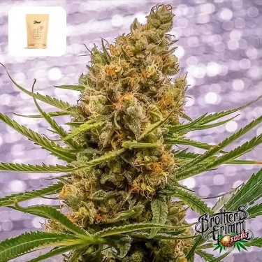 Pineapple XX gift