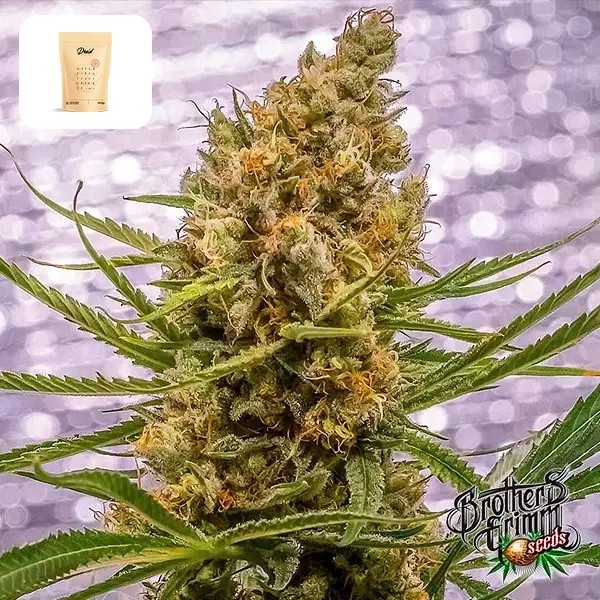 View Pineapple XX gift