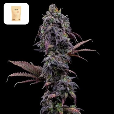 Princess Haze XX gift