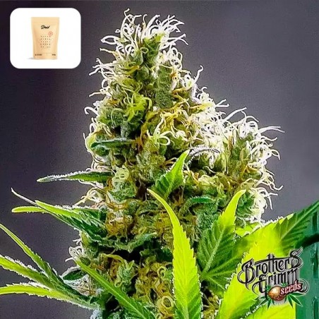 Apollo Haze gift