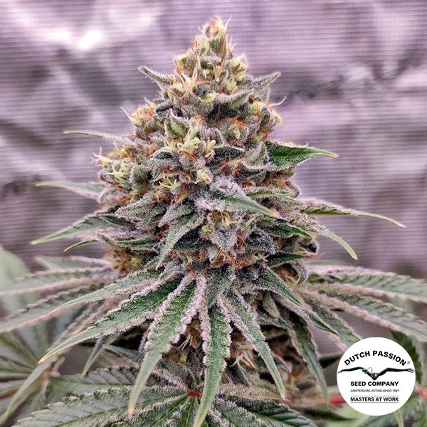 View Blue Zushi - Feminized Seeds Dutch Passion | GB The Green Brand