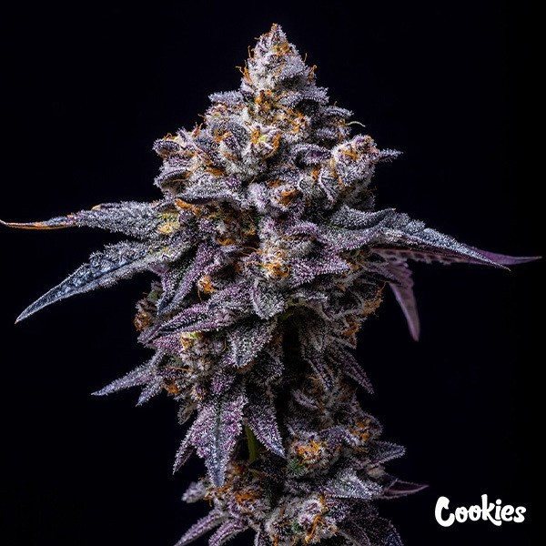View Hollywood - Cookies