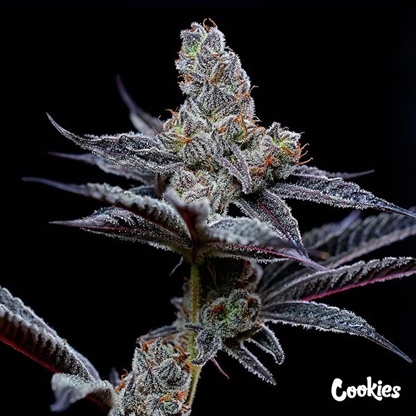 View Mind Fuck - Cookies